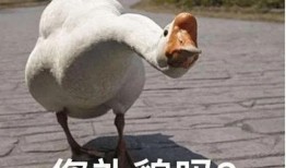 有網友爆料大鵝嗎視頻在線觀看,大鵝奇觀視頻在線觀看，引發網友熱議！