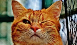 新瓜最新爆料貓小純,揭秘娛樂(lè)圈背后的驚人真相