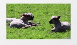 小羊爆料最新視頻下載,精彩瞬間不容錯(cuò)過！