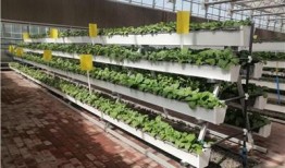 熱點大棚爆料視頻播放,視頻播放背后的驚人真相