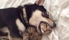 新瓜最新爆料貓小純,揭秘娛樂(lè)圈背后的驚人真相