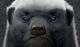 粉絲爆料平頭哥視頻下載,粉絲爆料背后的精彩瞬間