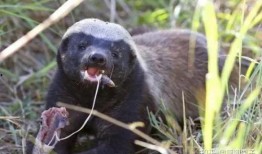 粉絲爆料平頭哥視頻下載,粉絲爆料背后的精彩瞬間