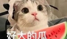 網紅吃瓜和大咖