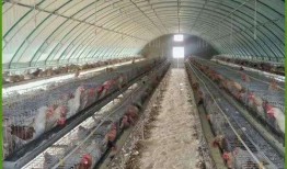 熱點大棚爆料視頻播放,視頻播放背后的驚人真相