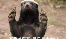 粉絲爆料平頭哥視頻下載,粉絲爆料背后的精彩瞬間