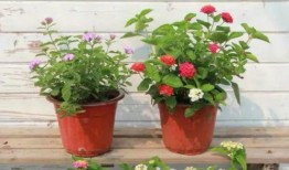 八姐爆料何捷視頻大全最新,何捷視頻大全，獨(dú)家爆料帶你一探究竟