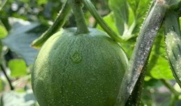 娛樂吃瓜制作,吃瓜群眾必看的幕后故事